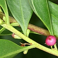 Myoporum boninense subsp. australe (Mangrove Boobialla) found in Ellie Point Cairns<br />Canon KDX (400D) + EFS60 F2.8